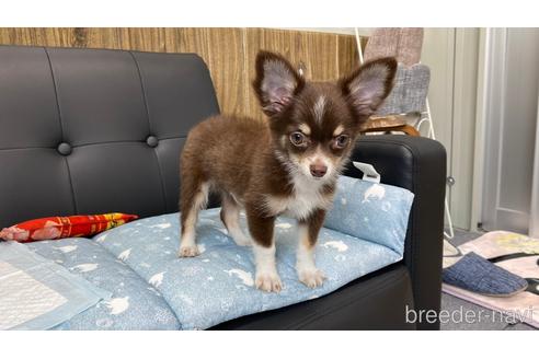 成約済の兵庫県のチワワ(ロングコート)-183481の8枚目